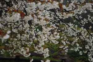 20150402雨の日も杜の遊歩道　桜編　オオシマザクラ (3)